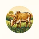 Indigenous Gir Cows